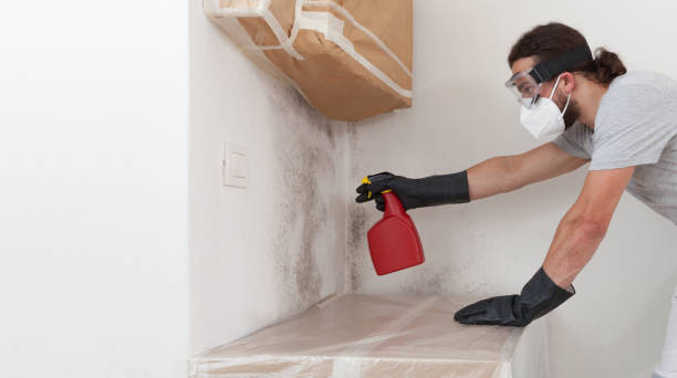 Professional Basement Mold Removal technician working in Bellaire, TX