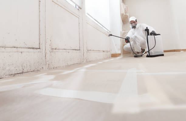 24/7 Emergency Basement Mold Removal experts in Bellaire, TX