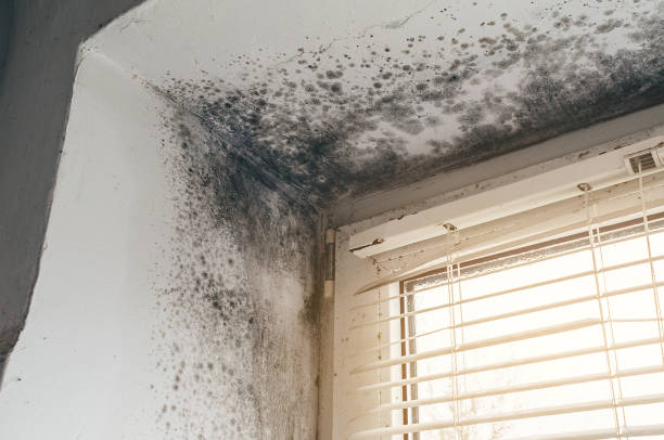 Affordable Basement Mold Removal solutions in Bellaire, TX